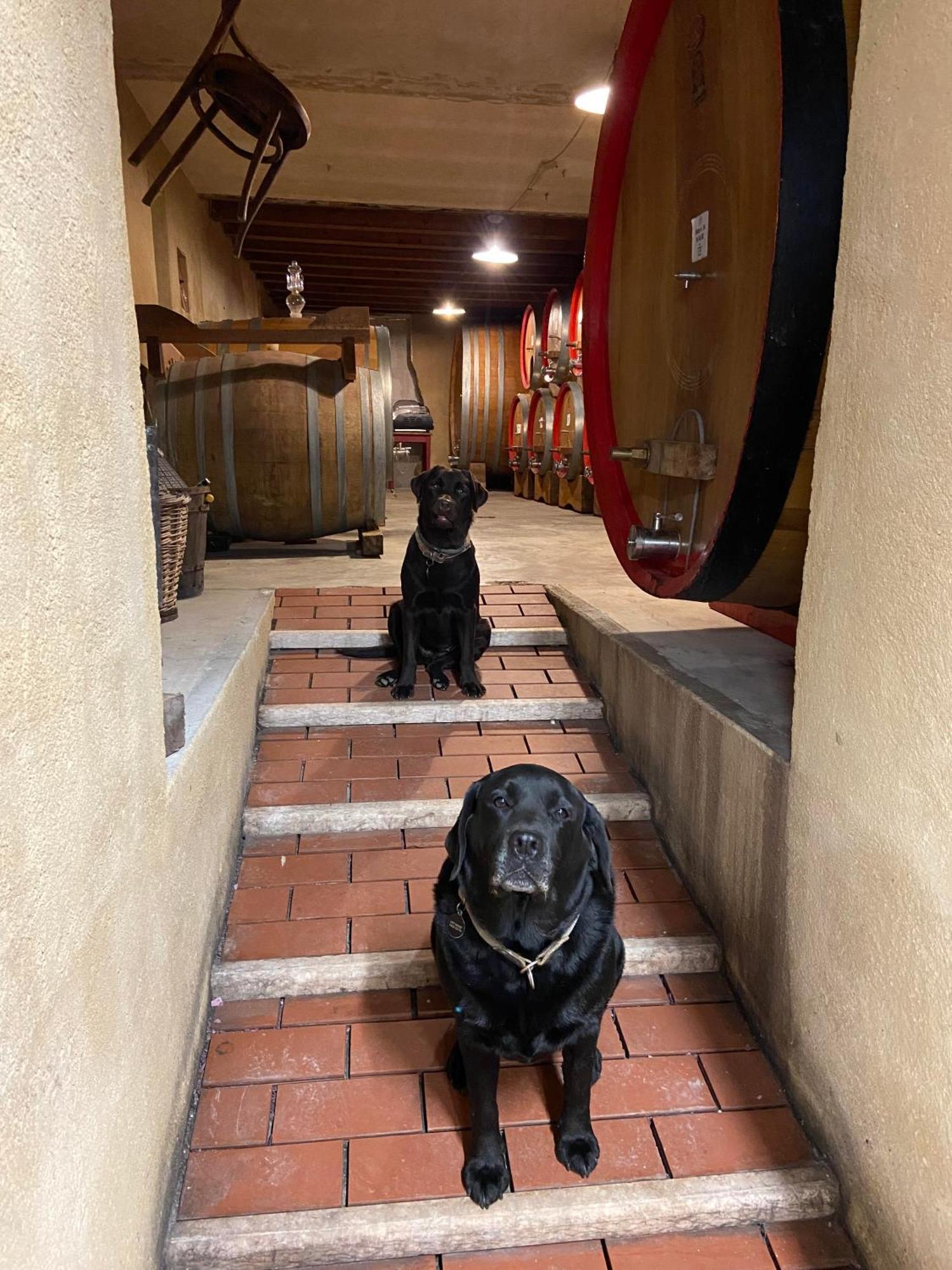 Вилла La Vineria Di San Mattia Верона Экстерьер фото